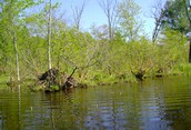 Black River Beaver Dam